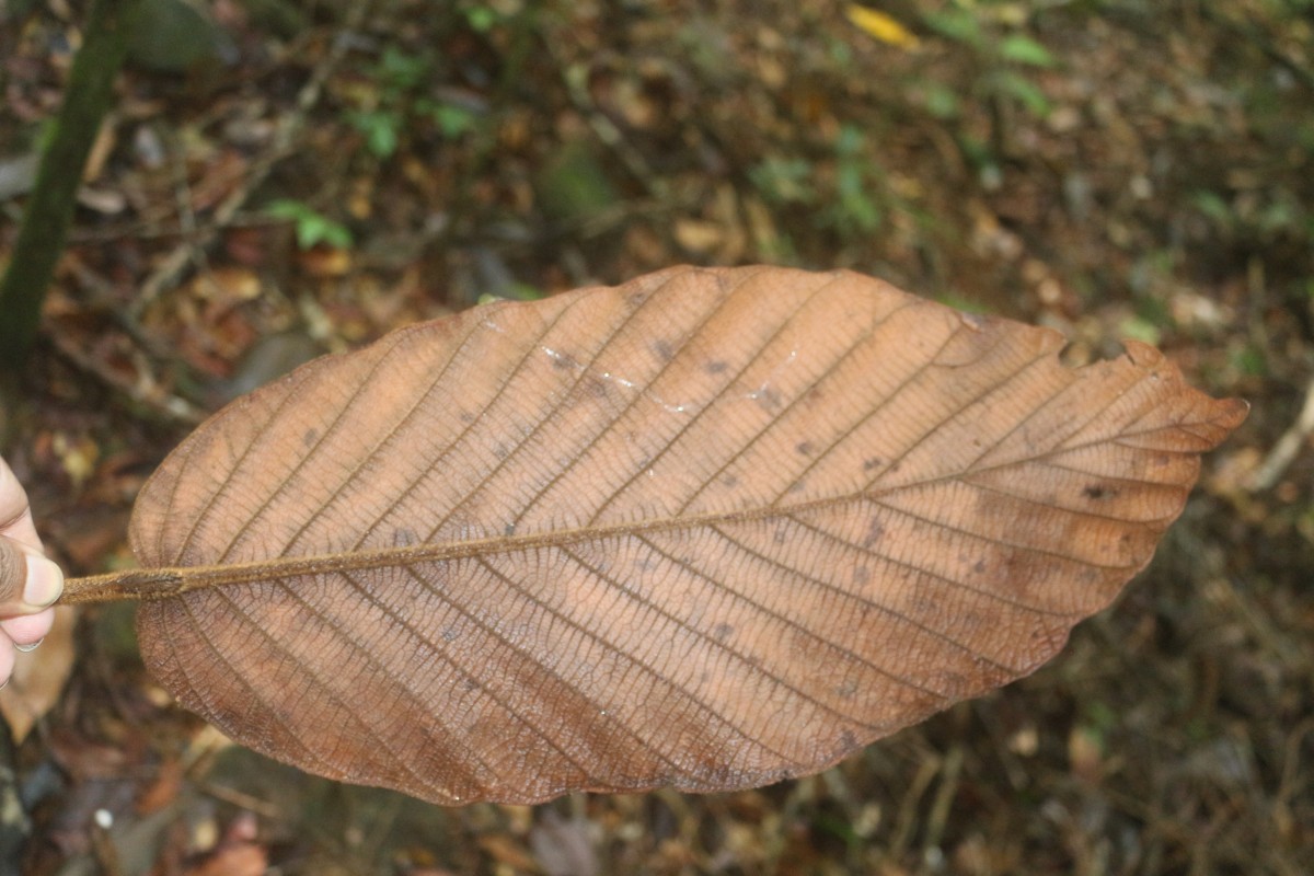 Dipterocarpus hispidus Thwaites